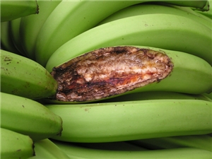 Banana rat on sale